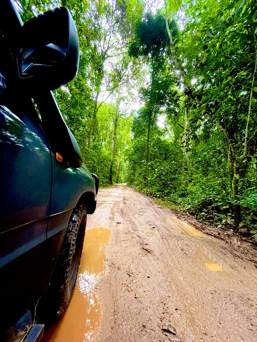 Vroom- Home of Chimps 
✍🏾Kibale Forest National Park 
#kibale #chimps #ExploreUganda