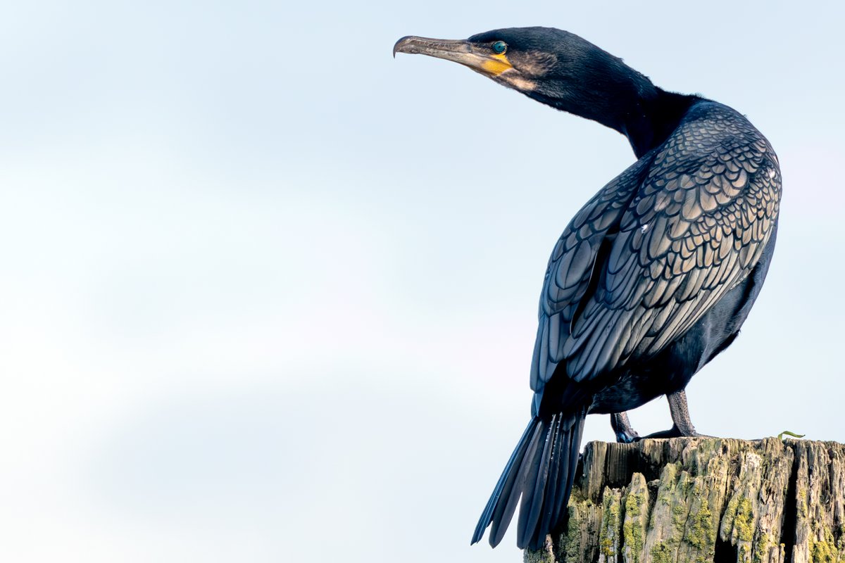 Nigel Witham tweet media