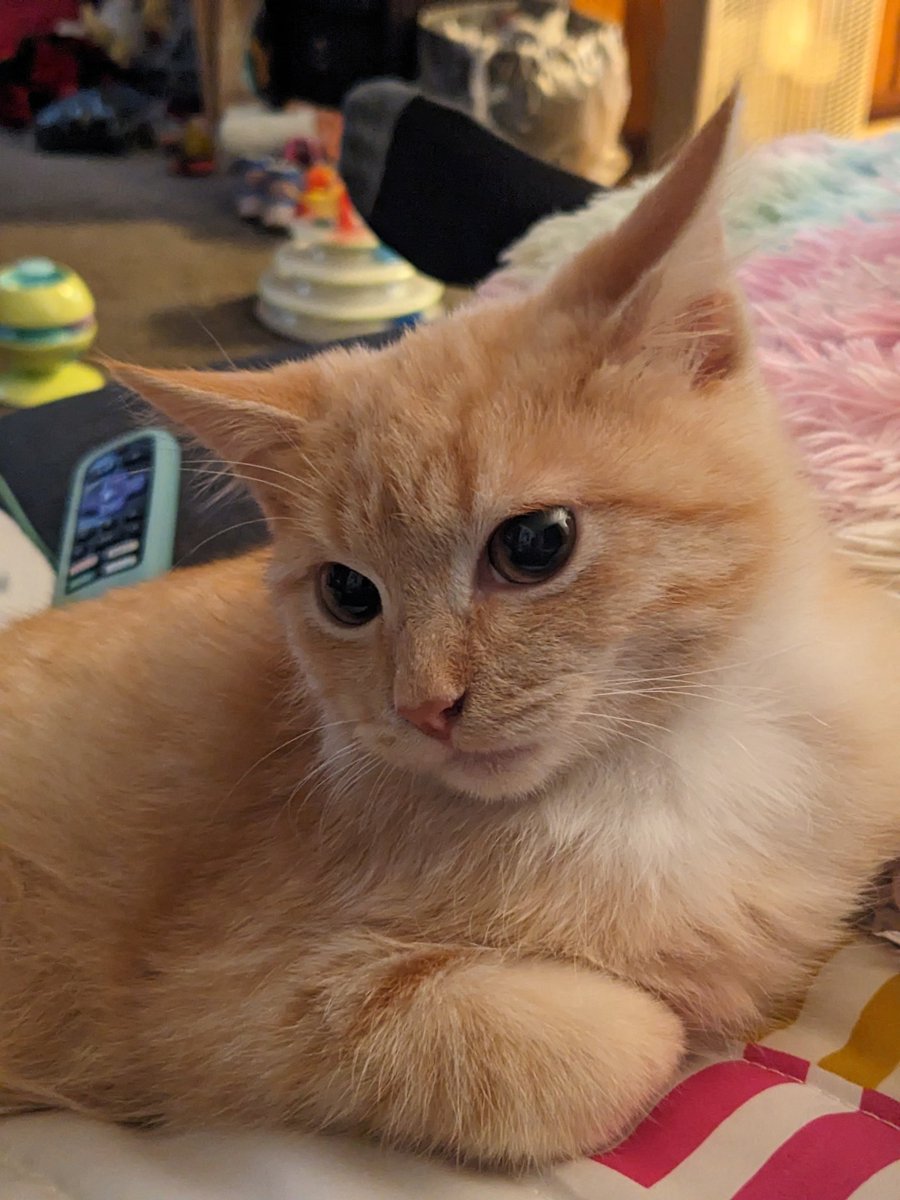 SoonerPenguin's tweet photo. @BillieStarkz I just took in a neighborhood stray orange baby 3 weeks ago today.... we named him Orange Catsidy! https://t.co/Wr2hRK5AGo