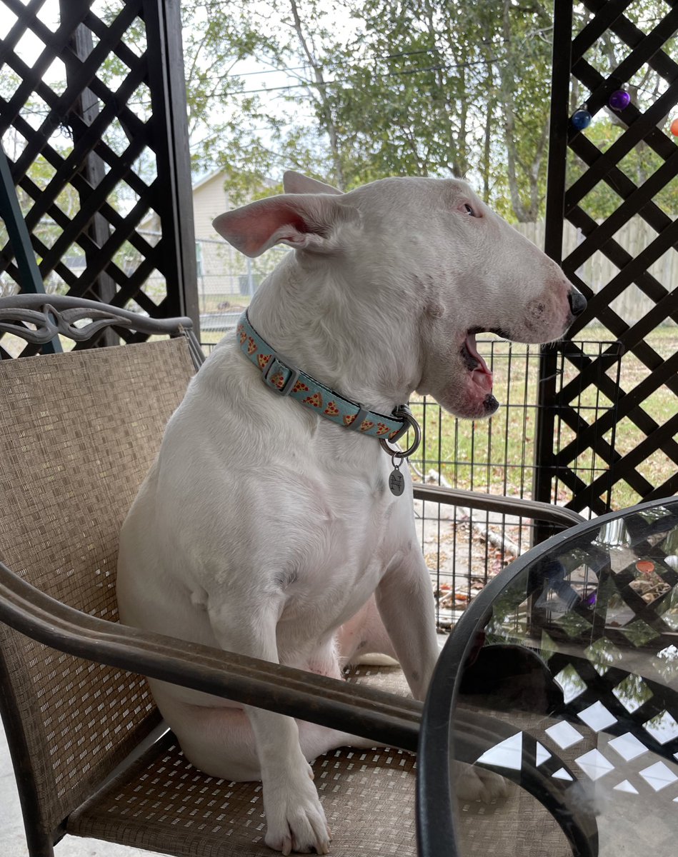 PupperNelson tweet picture