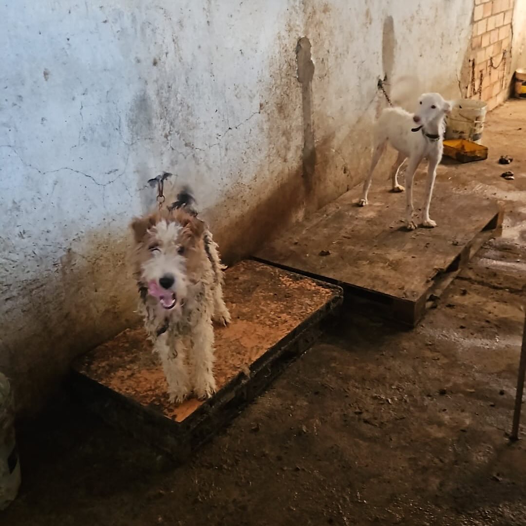 Durante estos días han ido sacado animales en los dos puntos de Puertollano donde un cazador los tenía hacinados entre sus excrementos, desnutridos, heridos, enjaulados y atados. Los últimos 21 perros, estabulados en una casa vieja con el tejado medio derruido, fueron rescatados