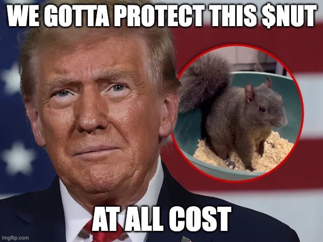 peanutonspl's tweet photo. Move over, squirrels—I'm in this $NUT community for the long haul 🐿��� 🥜

#NUT #PNUT #SOL #solmemes https://t.co/SosB6WvHNS