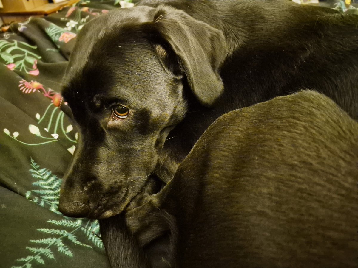 Amy W Schwartz tweet media