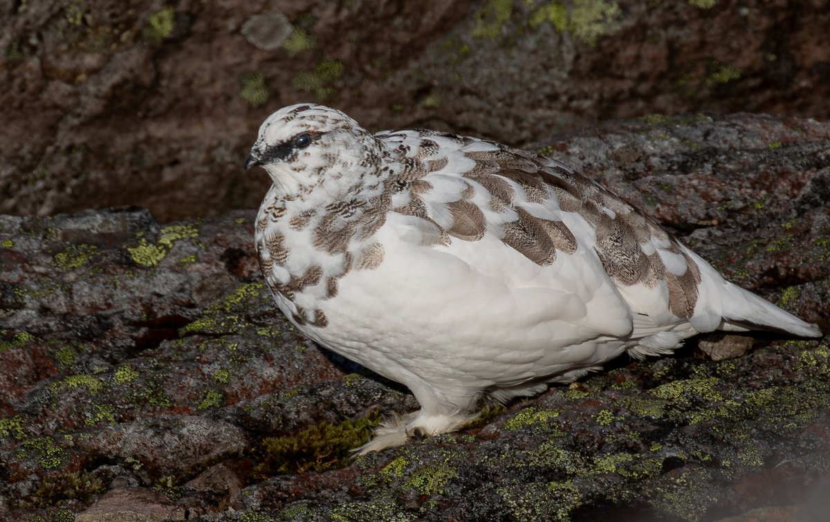 BoatBirder's tweet photo. A great day out on the high tops of the Cairngorms today in glorious conditions produced three Ptarmigan. A bird that’s been high on my list since moving to Scotland and a great birthday treat for my brilliant wife Dazza! #scottishwildlife #cairngorms https://t.co/yqChx2qkD8
