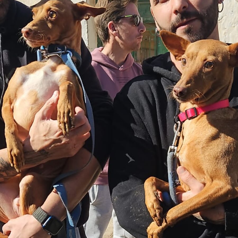 por las asociaciones ciudadrealeñas Huellas, Gatomicas @Gatomicas1 , ASA animalista <a href="/AnimalistaAsa/">Asa Animalista</a> , Protectora de Piedrabuena , Ciudad Animal Refugio de Animales Pedro Muñoz, Apayma Argamasilla dede Alba <a href="/apayma_arga/">@ApaymaProtectora</a> , asociación Antitaurina de Ciudad Real y