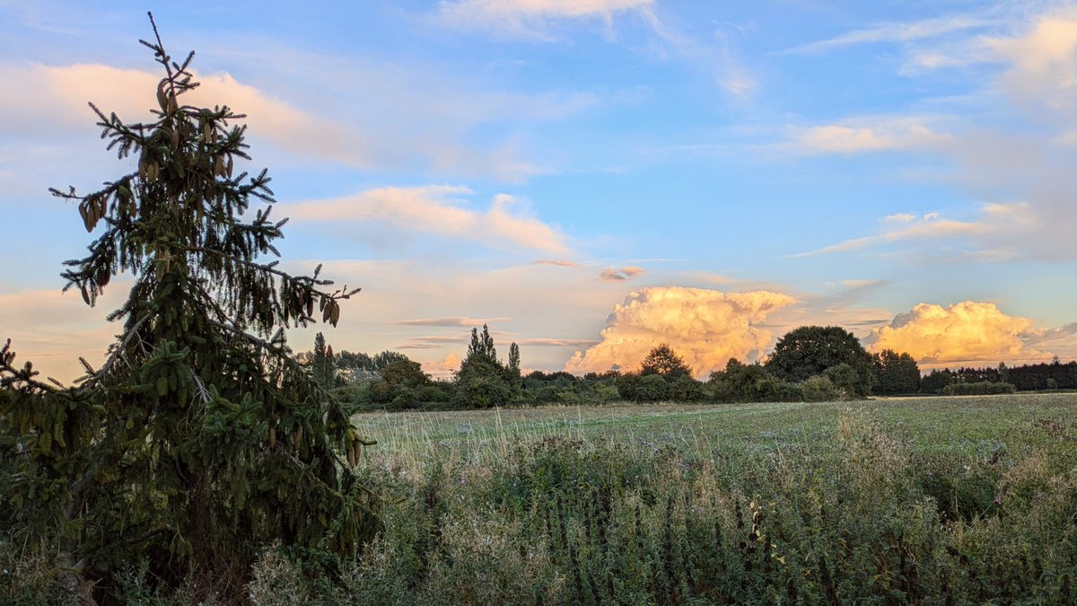 Nigel Walsh tweet media