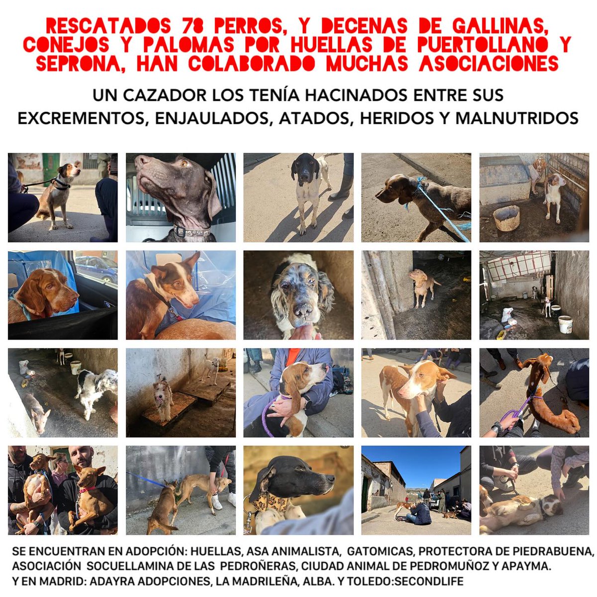 El Seprona y La asociación Huellas de Puertollano <a href="/HuellasProte/">Huellas Puertollano</a>  rescatan a 78 perros, más decenas de gallinas, conejos y palomas por orden de la jueza instructora del caso, a un cazador acusado por maltrato animal.