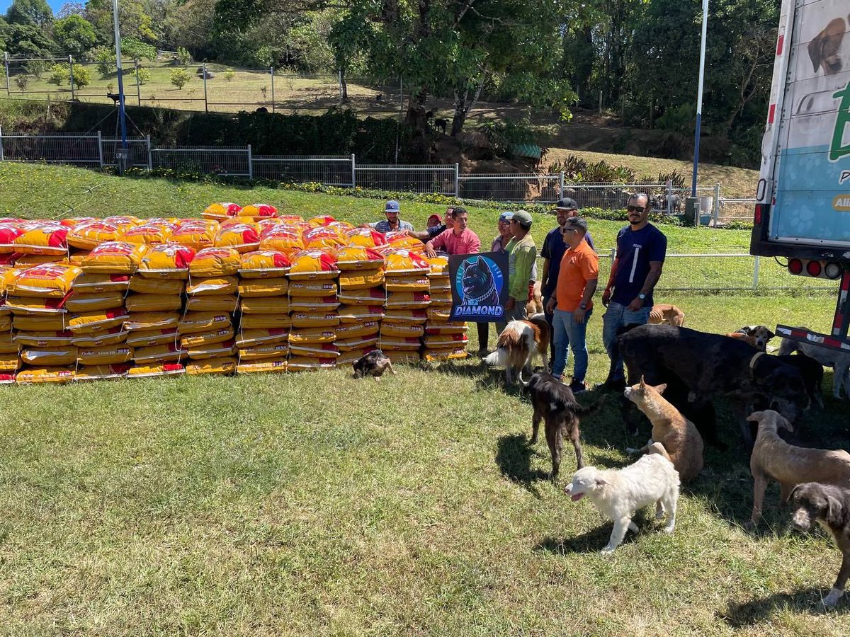 a_grashi's tweet photo. @JR5_Crypto Dogs of course. #DIAMOND #DogsPlan @DrakesDogSOL https://t.co/gOfqWi17p5