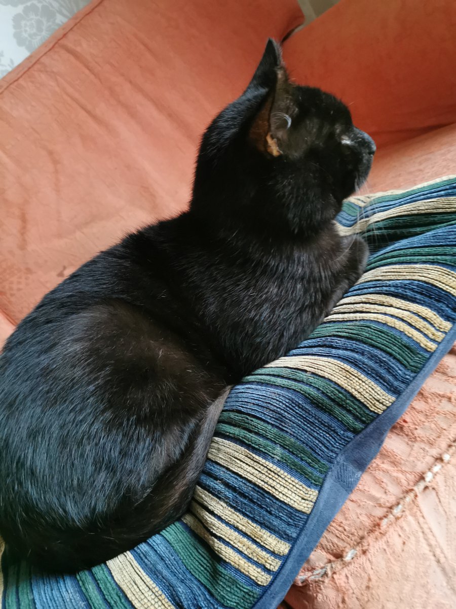 Cheshire Black Cat tweet media