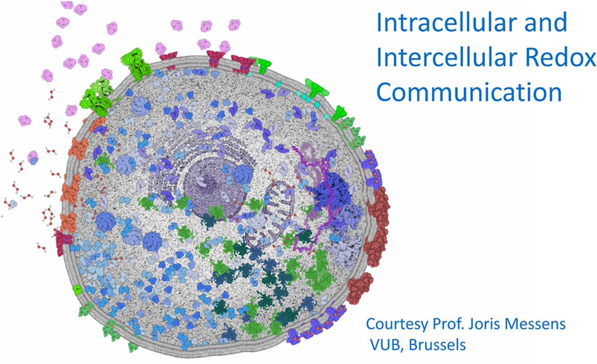 SFRRI Inaugural Alberto Boveris Award Lecture 2024 and Invited Review ‘Dynamics of Intracellular and Intercellular Redox Communication’ Helmut Sies. Free Radic Biol Med online 3 Nov 2024 (sciencedirect.com/science/articl…) <a href="/SFRBM/">SFRBM</a> <a href="/SFRR_Europe/">Europe-SFRR</a> <a href="/SFRRAustralasia/">SFRR-Australasia</a> @elsbiomedchem