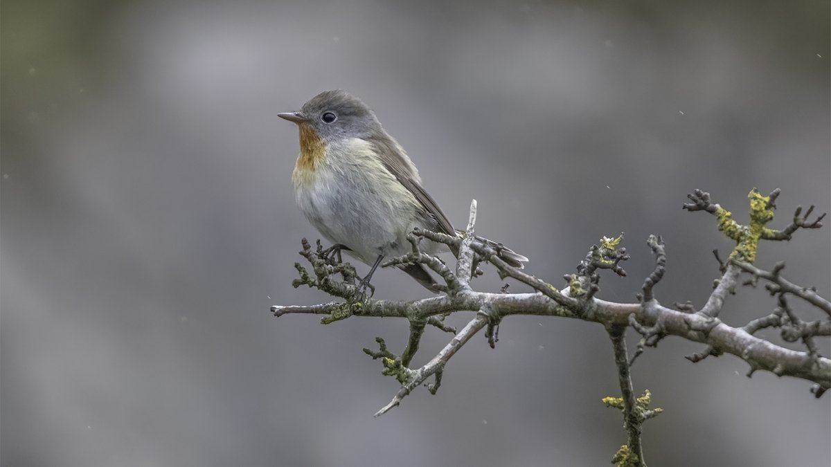 Male Red-Breasted Flycatcher on the Great Orme, Llandudno today. Lifer and bird number 203 for the year. Didn't have my camera, so agonising 45 minute diversion home, but the bird did the decent thing and stayed.  Doing exactly what it says on the tin, and flycatching constantly.