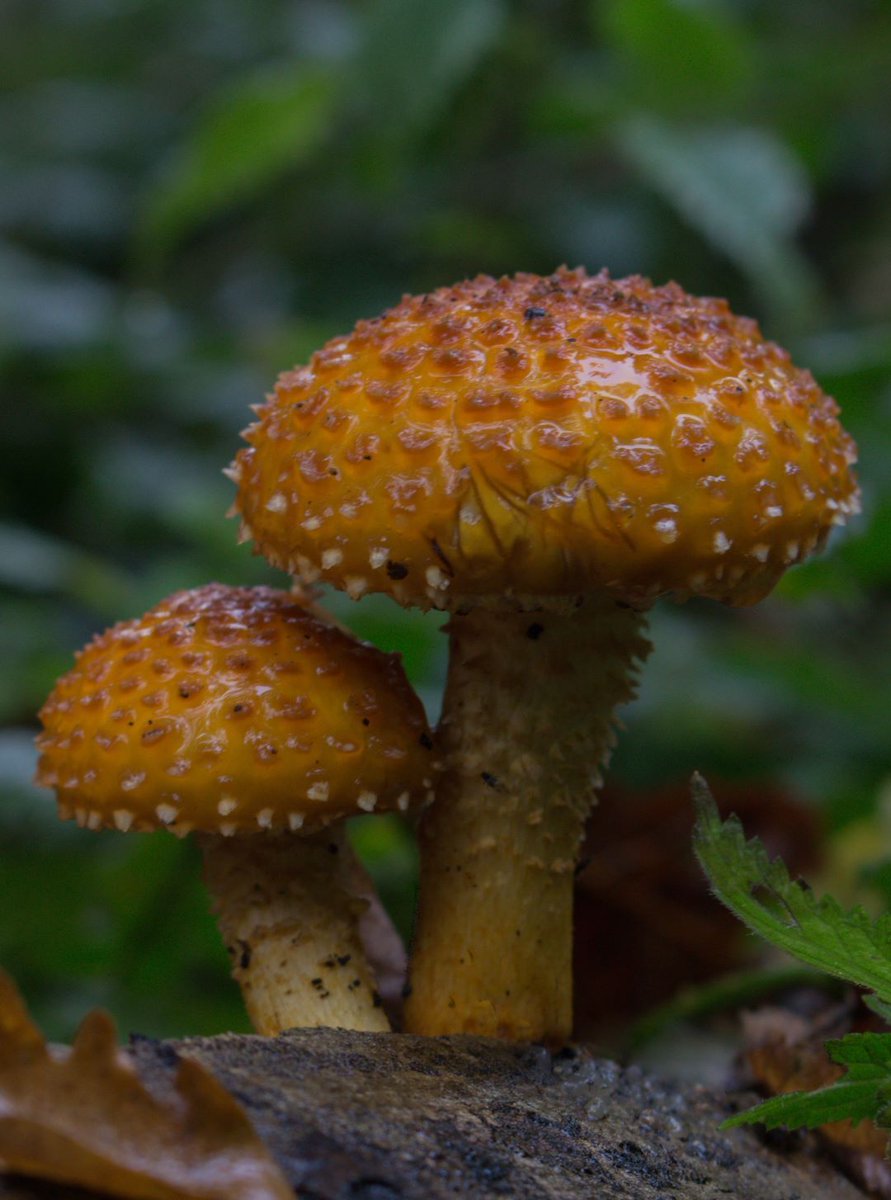 Norfolk Wildlife Trust tweet media