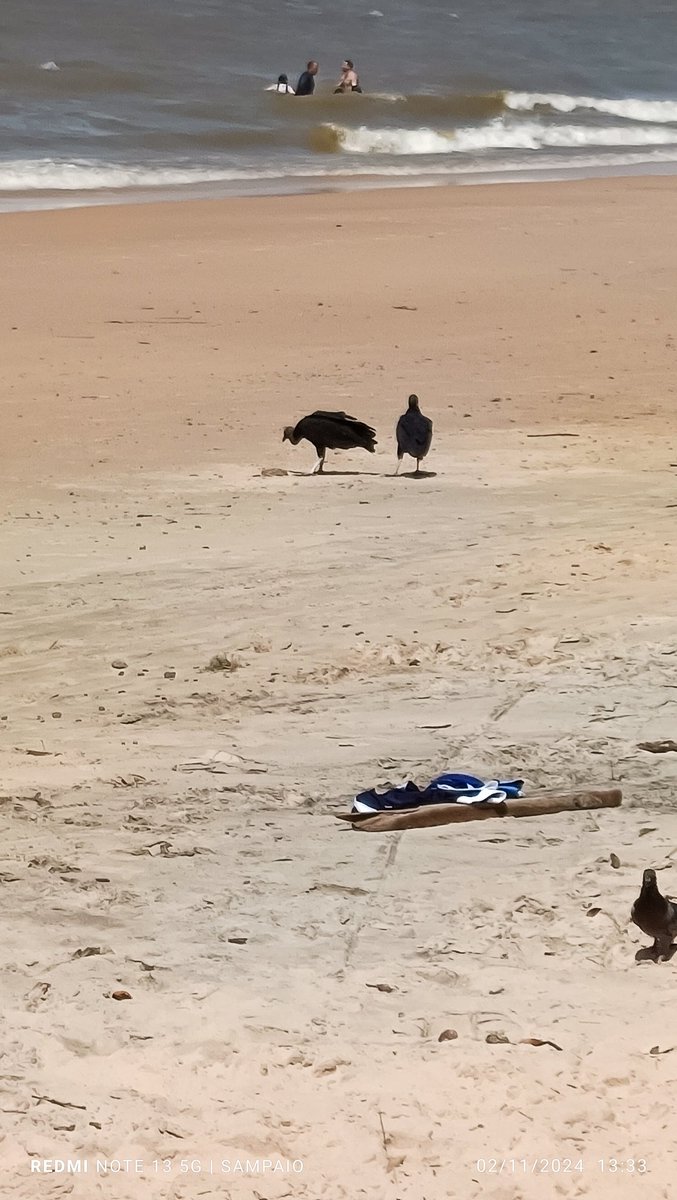 Samzoza's tweet photo. Tem alguma coisa estranha nas águas de Mosqueiro, está salobra. Já aparecem peixes mortos às margens da praia. Os urubus agradecem https://t.co/9IITzOhPBF