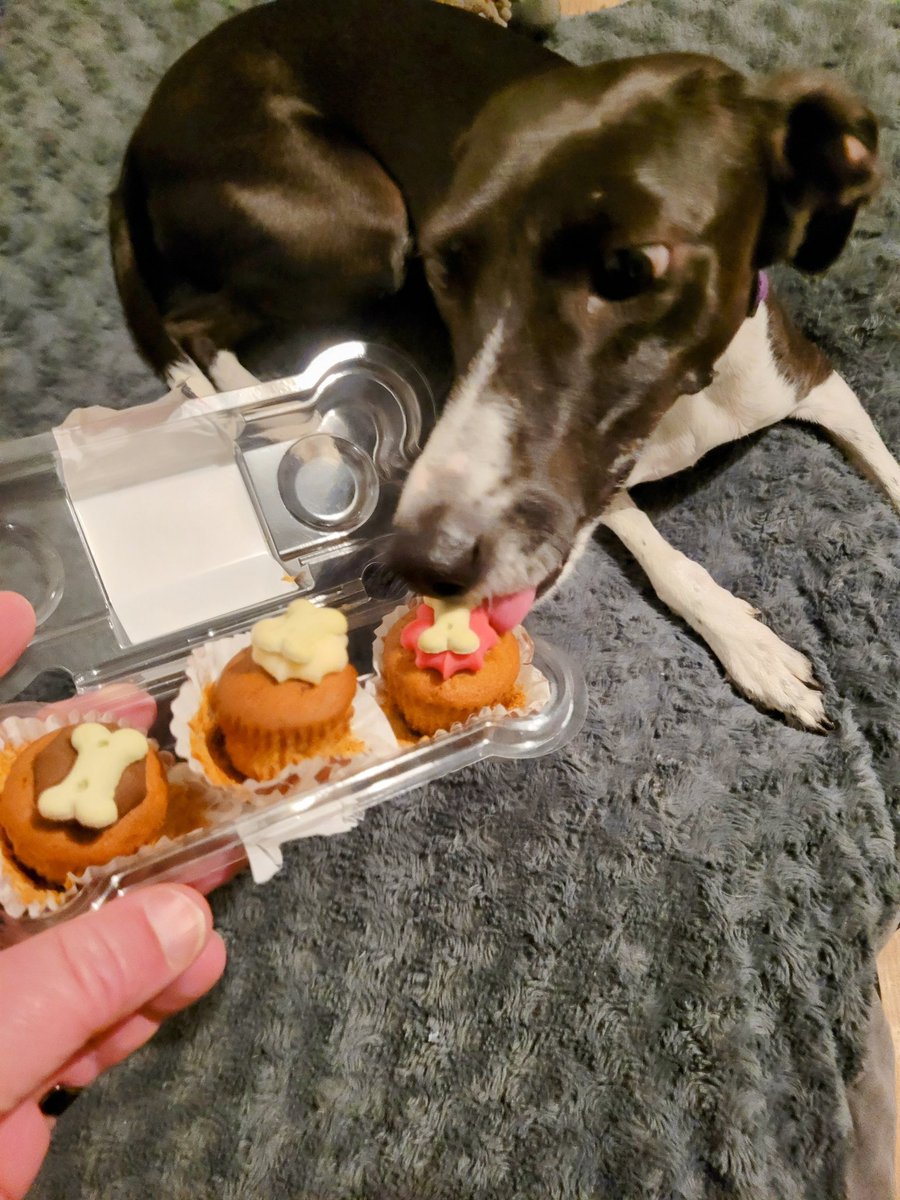 anitaapplebum13's tweet photo. It was my birthday on Friday I was 4 dad has been lazy and not posted my pictures gonna sack her.
#Italiangreyhoundcross
#rescuedogsofx
#AdoptDontShop #saynotofireworks https://t.co/ASA4obk16F