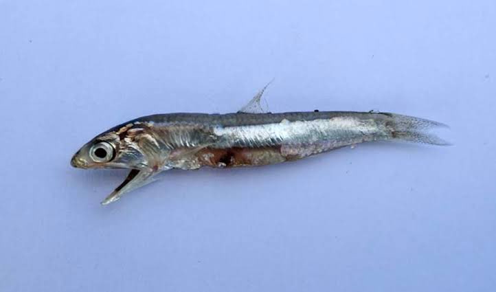 Nasiiiiiiiiiiiii ?? #FBvTS