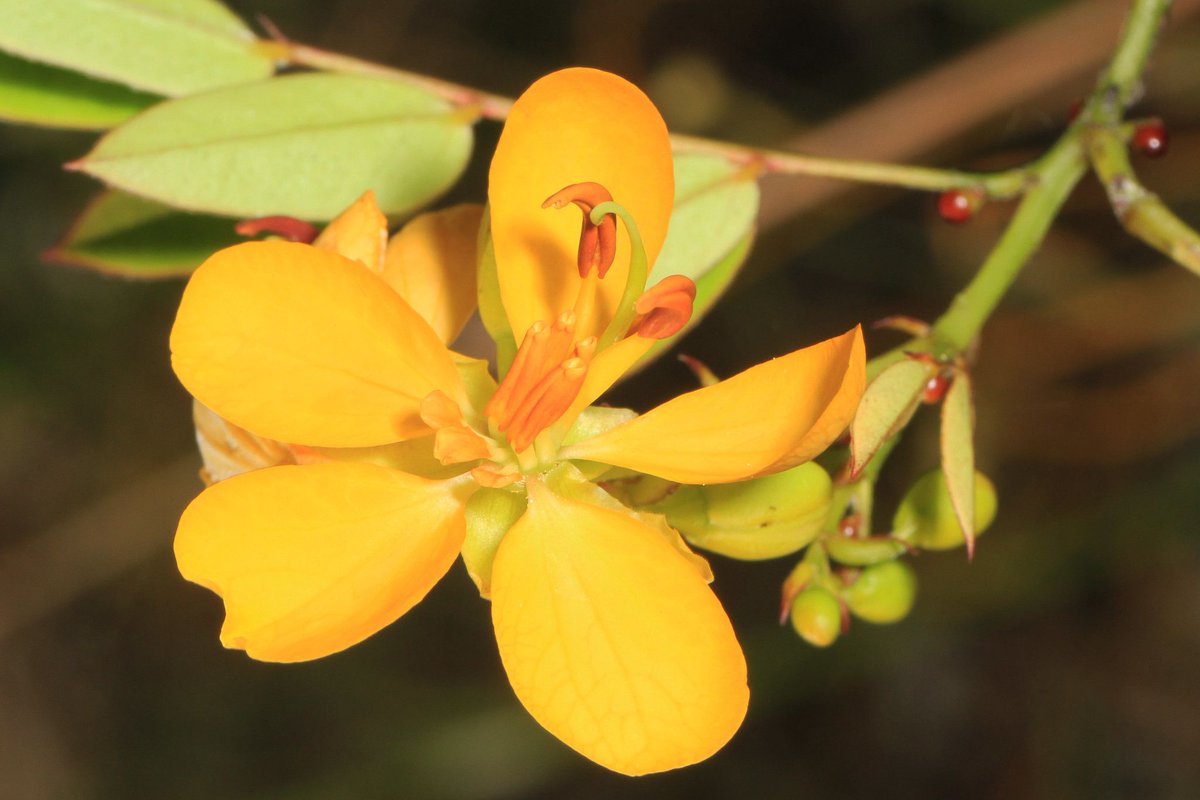Native to southern Florida, Senna mexicana, commonly known as the Bahama senna, is a versatile addition to native plant gardens, especially for gardeners aiming to enhance biodiversity in dry, sunny landscapes.  (photo by Judy Gallagher)

#nativeplants #wildflowers #floraandfauna