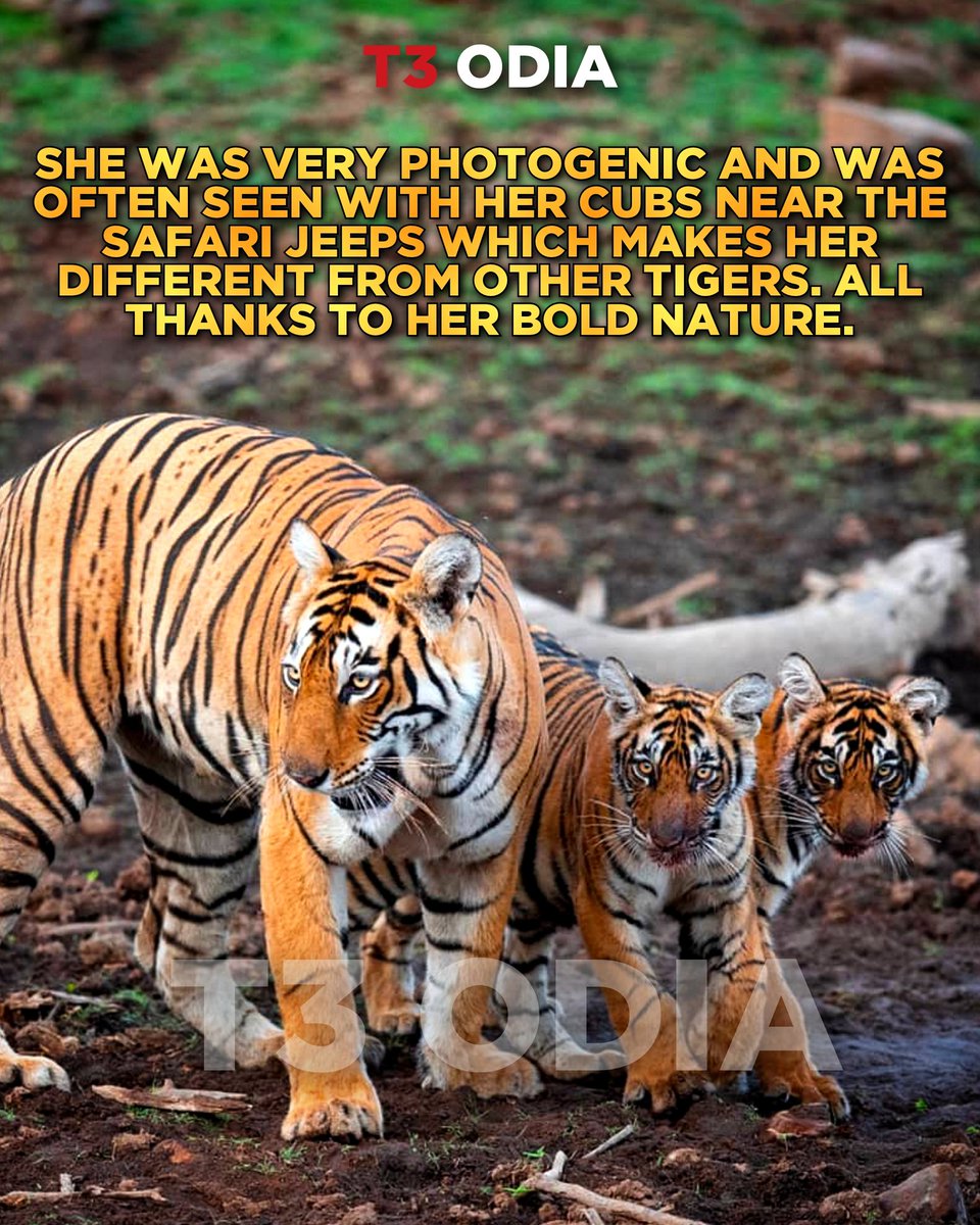 beingansumankar's tweet photo. Farewell to Arrowhead (T84).She died of cancer at the age of 10.She is a symbol of power &amp; grace. 
.
Arrowhead Tigress , Arrowhead Tiger, T-84 , Ranthambore, Ranthambore National Park.
.
 #t84 #arrowheadtigress #arrowheadtiger #arrowhead #machalijunior #ranthamborenationalpark https://t.co/RzcWhpw3Bb