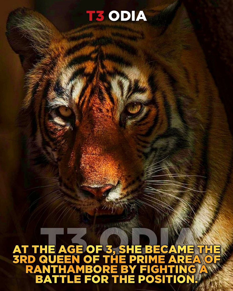 beingansumankar's tweet photo. Farewell to Arrowhead (T84).She died of cancer at the age of 10.She is a symbol of power &amp; grace. 
.
Arrowhead Tigress , Arrowhead Tiger, T-84 , Ranthambore, Ranthambore National Park.
.
 #t84 #arrowheadtigress #arrowheadtiger #arrowhead #machalijunior #ranthamborenationalpark https://t.co/RzcWhpw3Bb