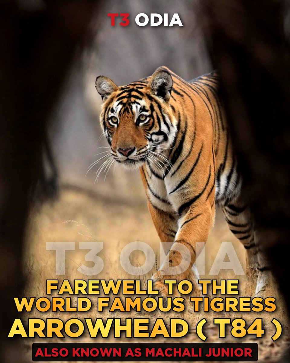 beingansumankar's tweet photo. Farewell to Arrowhead (T84).She died of cancer at the age of 10.She is a symbol of power &amp; grace. 
.
Arrowhead Tigress , Arrowhead Tiger, T-84 , Ranthambore, Ranthambore National Park.
.
 #t84 #arrowheadtigress #arrowheadtiger #arrowhead #machalijunior #ranthamborenationalpark https://t.co/RzcWhpw3Bb