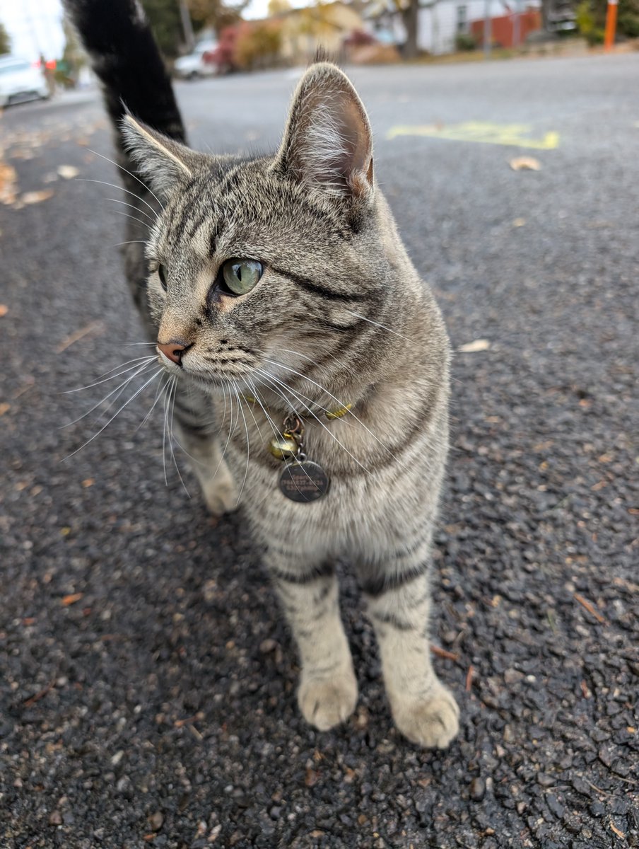 GOTV door knocking is the cat's meow! 🐈🐾

1348 S. Vista Ave | Now-Election Day
9am, noon, 3pm, and 6pm