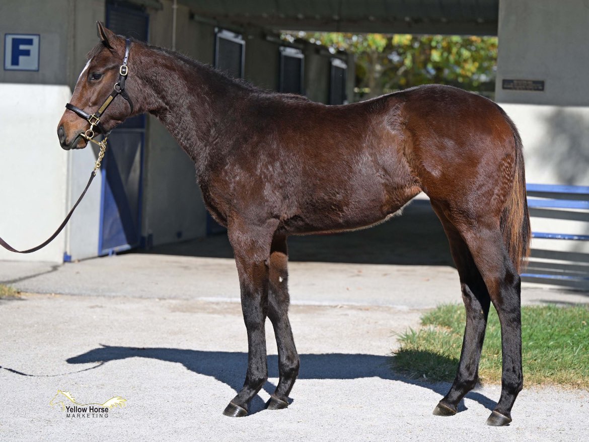 Four Star Sales (@fourstarsales) on Twitter photo Quality group of weanlings selling tomorrow <a href="/FasigTiptonCo/">Fasig-Tipton</a>!
Hip 24- Jack Christopher / Southern Charm C.
Hip 73- Jackie’s Warrior / Beat the System F.
Hip 86- Life Is Good / C’Est La Vie F.
Hip 101- Vekoma / Dress the Part F. Quality group of weanlings selling tomorrow <a href="/FasigTiptonCo/">Fasig-Tipton</a>!
Hip 24- Jack Christopher / Southern Charm C.
Hip 73- Jackie’s Warrior / Beat the System F.
Hip 86- Life Is Good / C’Est La Vie F.
Hip 101- Vekoma / Dress the Part F.