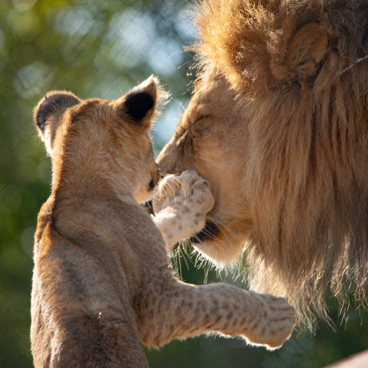Oklahoma City Zoo and Botanical Garden tweet media