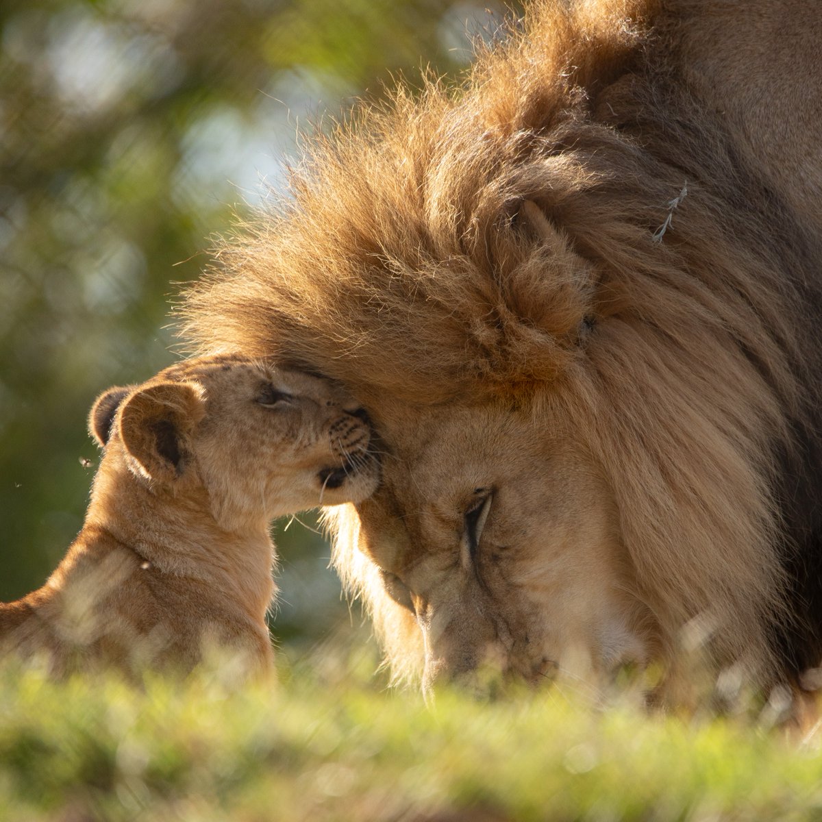 Oklahoma City Zoo and Botanical Garden tweet media