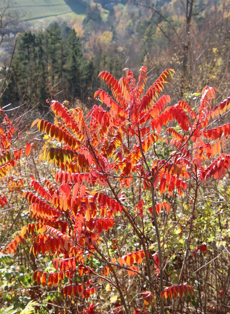#Artenvielfalt in #Jena: Was unterhalb des Fuchsturmes so schön rot aussieht, ist nicht der Perückenstrauch, sondern der Essigbaum, der eigentlich nach Nordamerika gehört, sich aber auch hier unkontrolliert vermehrt. Keine Gartenabfälle in die Natur werfen!