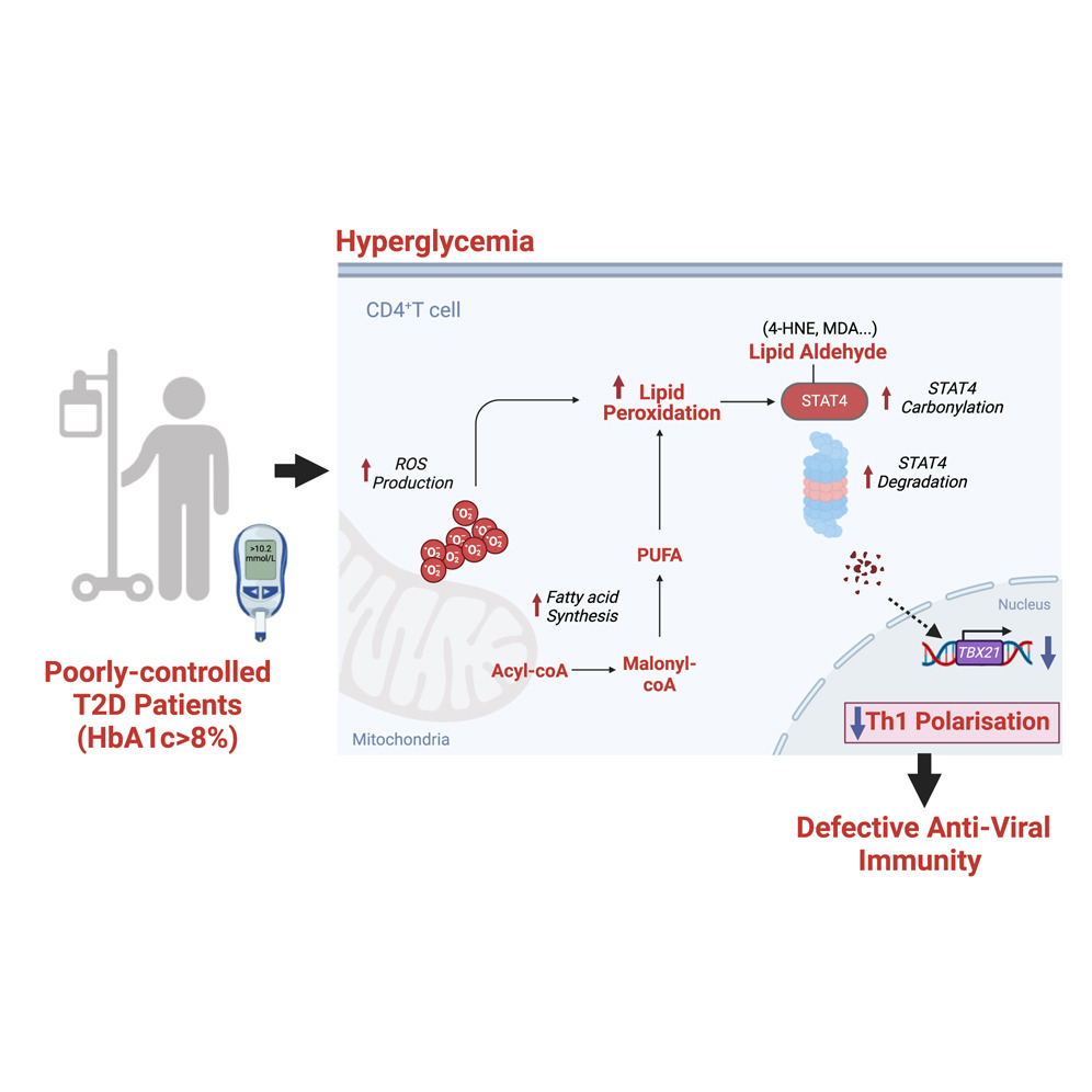 Our lab’s recent work uncovers why T2D patients are more susceptible to severe viral infections
Check it out here: authors.elsevier.com/a/1k1Jg5WXUlWk…