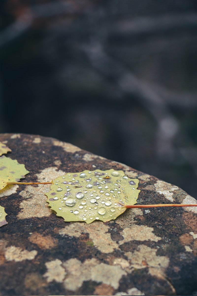 anukab_98's tweet photo. Just a girl who loves fall https://t.co/QXNuNM8gI0