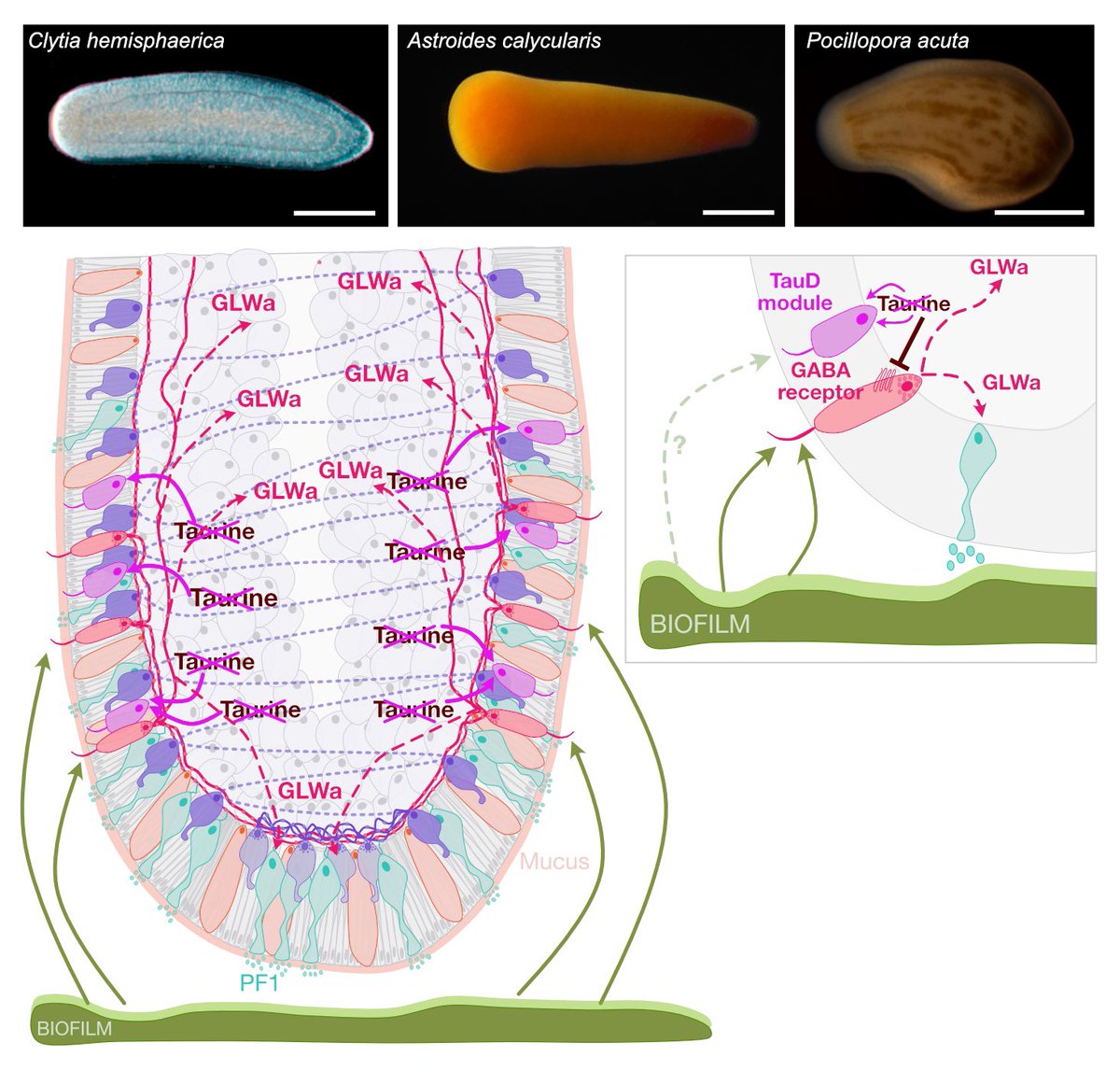 Julia Ramon Mateu (@juliar_mateu) on Twitter photo Excited to share my PhD work!🎉
By characterizing and comparing the cells at the aboral end of the planula larva in 3 cnidarian species, we identified shared molecular features and propose a model for settlement regulation in cnidarians 🪼🪸. <a href="/Clytia_Vlfr/">Clytia group LBDV</a>
tinyurl.com/37z2ma2f Excited to share my PhD work!🎉
By characterizing and comparing the cells at the aboral end of the planula larva in 3 cnidarian species, we identified shared molecular features and propose a model for settlement regulation in cnidarians 🪼🪸. <a href="/Clytia_Vlfr/">Clytia group LBDV</a>
tinyurl.com/37z2ma2f