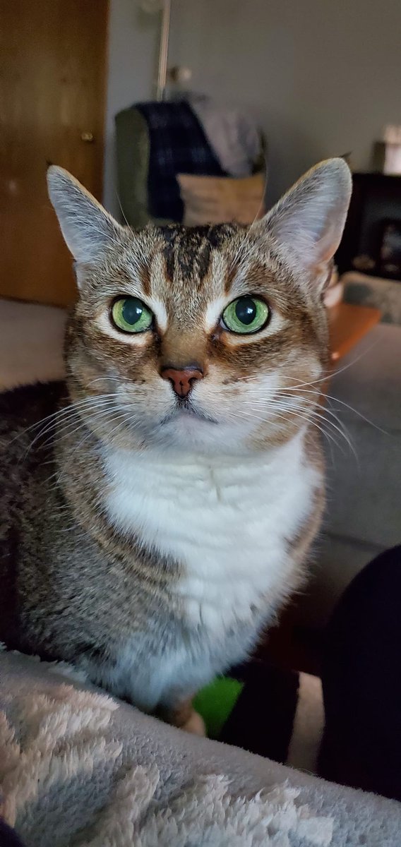 I think I got her likeness pretty dang close. Miss you Tink 💖 #MHWilds #Palico