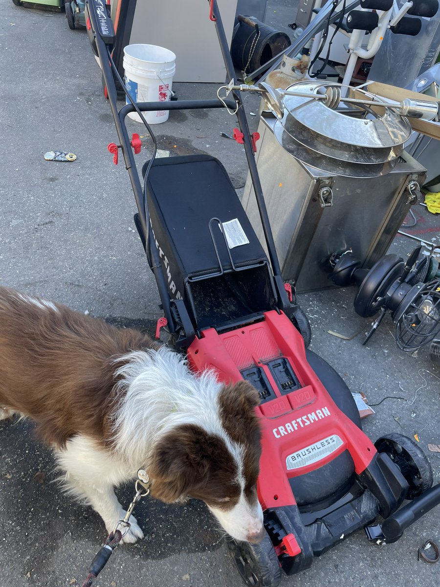 FreeBSD Frau tweet media