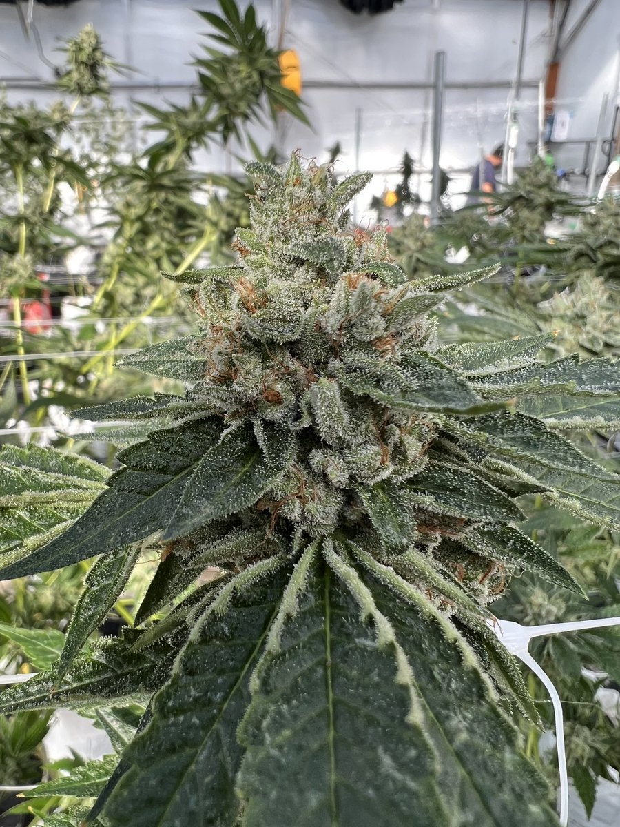 Kaya Paul (@pacificnwroots) on Twitter photo 