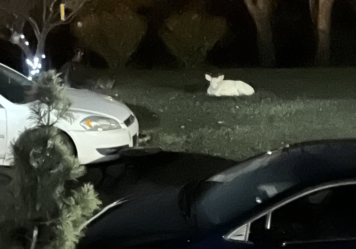 Kcontillo1's tweet image. My sweet unicorn is resting in my backyard