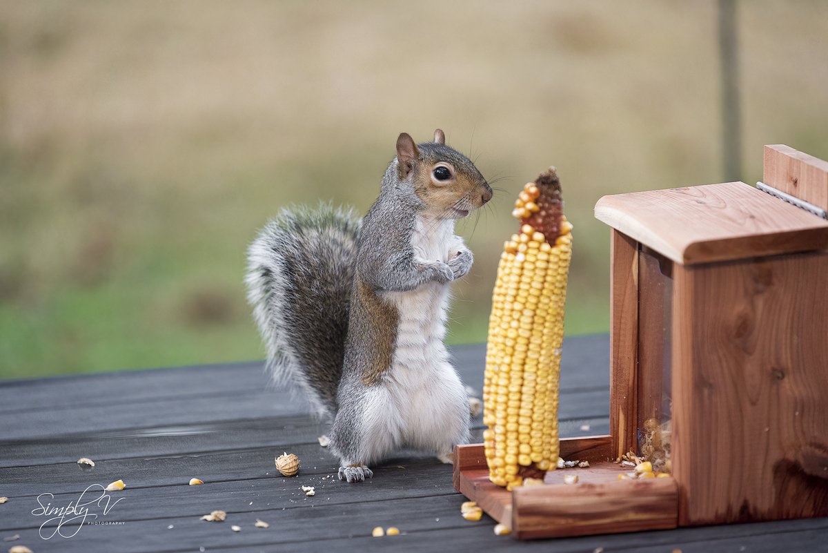 Victorious! tweet media