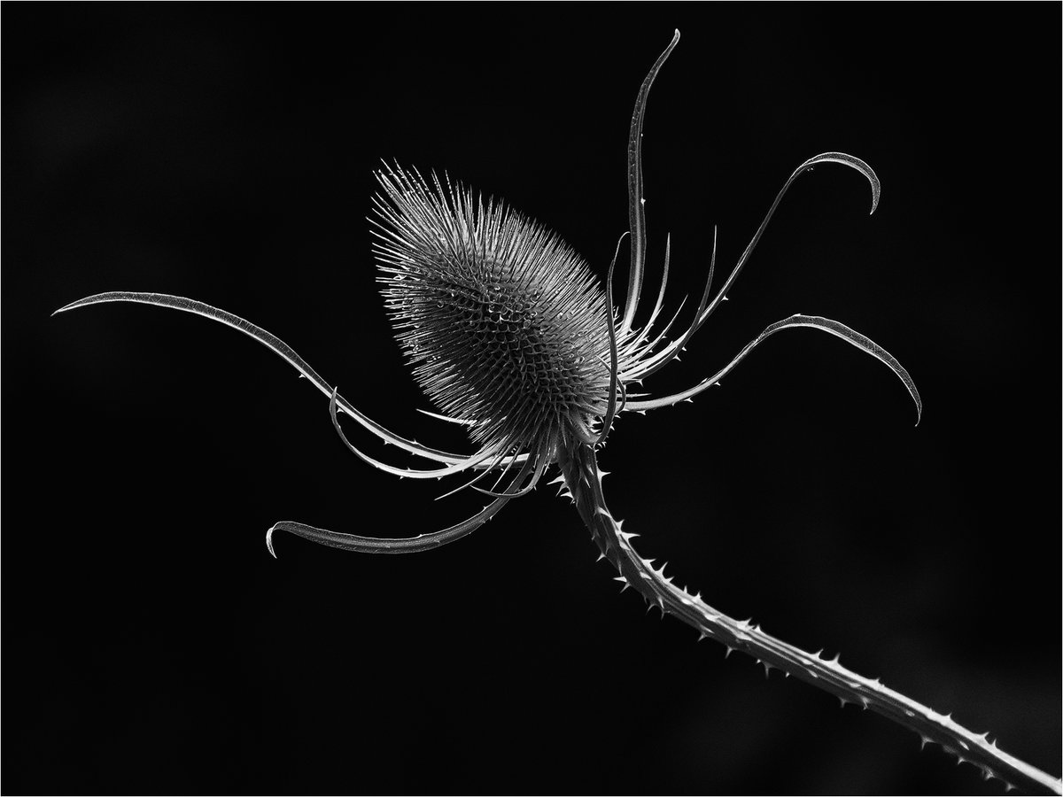 crawleycamera's tweet image. Our profile header updated with one of the top images from the recent Monthly Set Sub Competition "the letter T" - Tentacles by Steve Peel