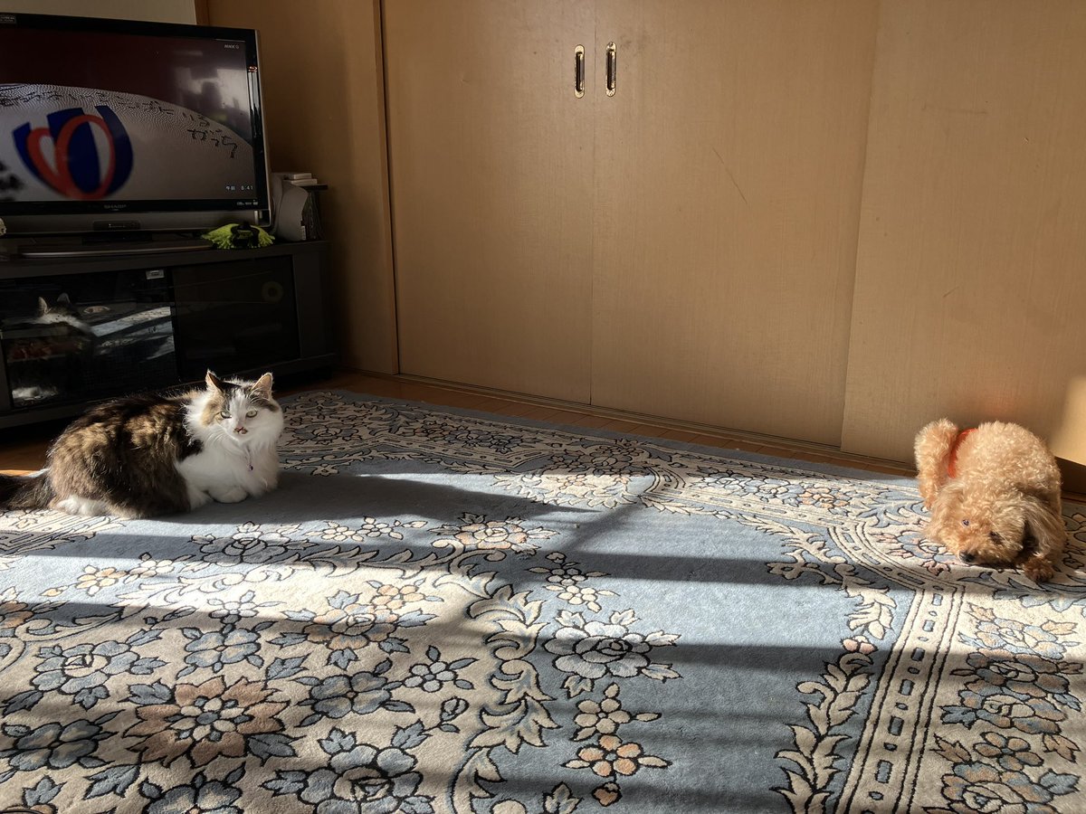 omisyansaka's tweet photo. キチャナイ部屋晒したくないですが、
良いショットだったので https://t.co/NJEGZfcb3y