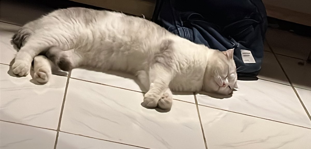 diahpuspitta's tweet photo. Di Malang meskipun hujan ya tetep nyalakan AC, mana punya kucing ngungsi mulu ke Kamar, padahal biasa tidur di Lt 2 https://t.co/xYp7qgwWxz
