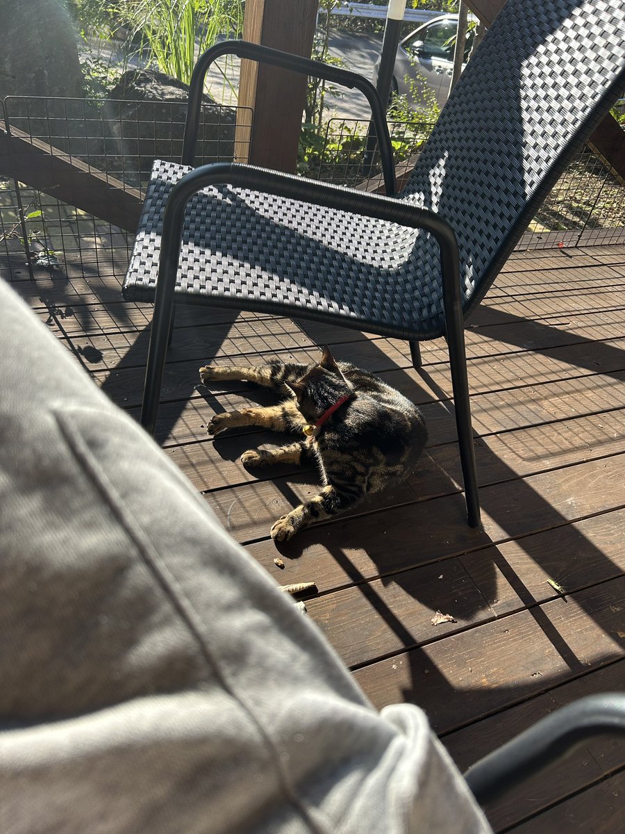 AK2K_'s tweet image. 鳥のさえずりを聴きながら
ねこと日向ぼっこ
天国だな
#看板ねこ