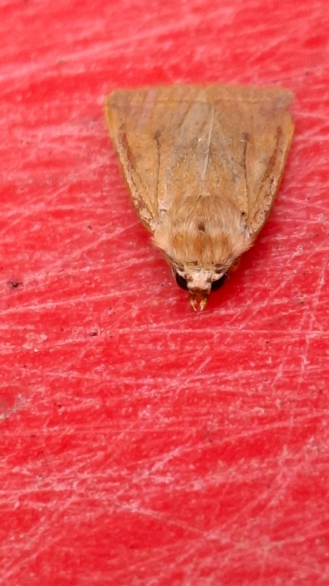 AlMcNee's tweet photo. Quite a  big drop-off in moth numbers in the couple of weeks, so not surprising that there were only 5 in the trap today.  What did surprise was that two of them were new - Yellow-line Quaker and December Moth! https://t.co/b5RpgwfLSH