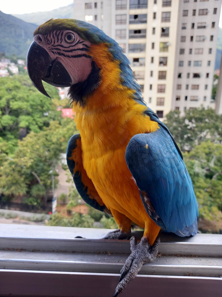 karelisjvc's tweet photo. 🌻La tarde:
🪶Sorpresivamente (ni se sentían por la zona) aparecieron y enseguida hicieron su aterrizaje...
🦜Rubio y morochita
3/9 ⤵️
📽📸 #guacamaya #macaw #parrot #birds #aves #freebirds #naturaleza #fotos #adorables #city #mywindow https://t.co/3VSSUnYFHL