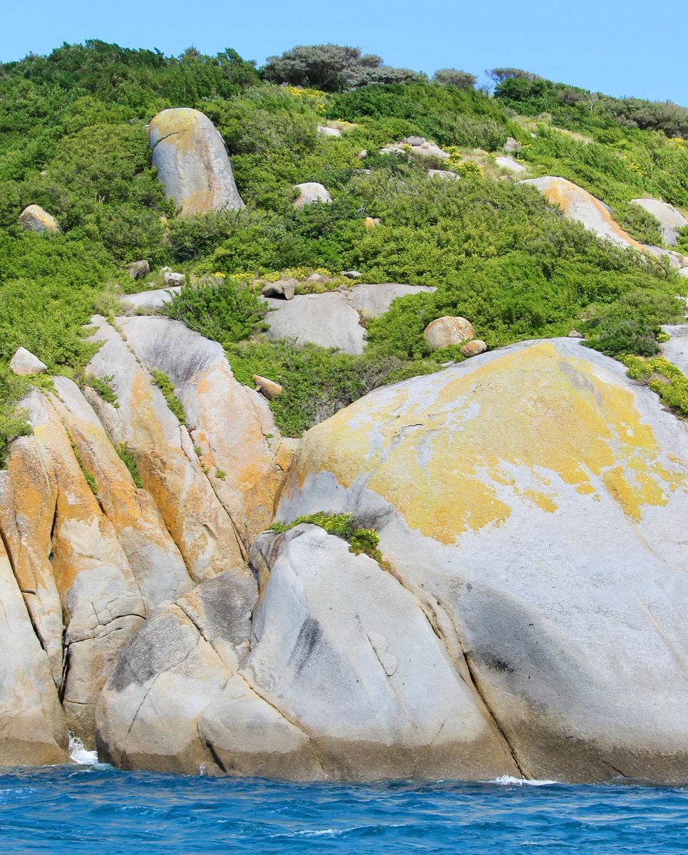 Melbourne, Australia (@melbourne) on Twitter photo A sea of seals and the iconic Skull Rock are just a few of the incredible sights you might see on the Wanderer Adventures boat cruises around Wilsons Promontory π¦π
π Wilsons Promontory, <a href="/visitgippsland/">Visit Gippsland</a>, a 2.5-hour drive from Melbourne
πΈ via IG/wanderer.adventures A sea of seals and the iconic Skull Rock are just a few of the incredible sights you might see on the Wanderer Adventures boat cruises around Wilsons Promontory π¦π
π Wilsons Promontory, <a href="/visitgippsland/">Visit Gippsland</a>, a 2.5-hour drive from Melbourne
πΈ via IG/wanderer.adventures