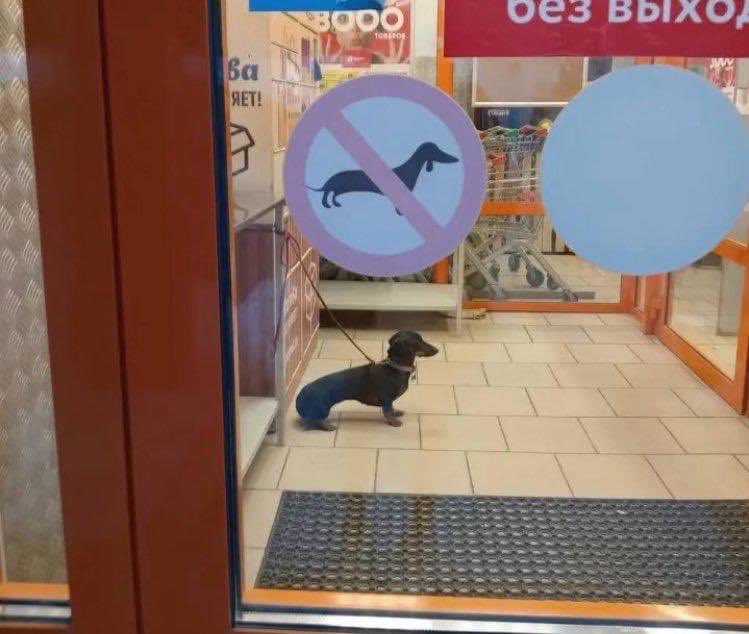 Dilo con perritos tweet media