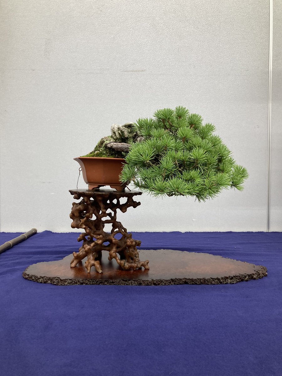 4__IlIl's tweet photo. 昨日は東京の小品盆栽展巡りに行くなど https://t.co/I8Jf3ge6jh