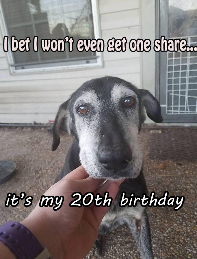 BestinDogs's tweet image. Happy 20th Birthday, Big Boy! ❤️