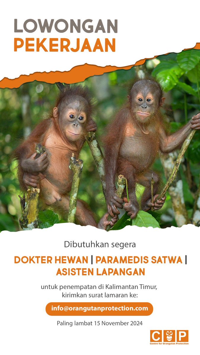 Centre for Orangutan Protection (<a href="/orangutan_COP/">Orangutan COP</a>) membuka lowongan kerja untuk program penyelamatan dan rehabilitasi orangutan di Kalimantan Timur.

More info: info@orangutanprotection.com dan hrd@orangutan.id