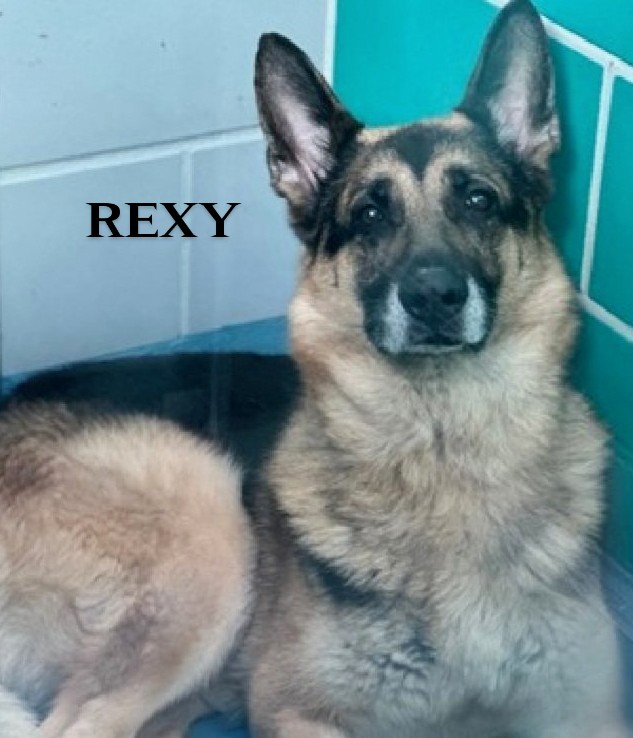 REXY💙   213020
#NYCACC
TBK 11/5💉
Beautiful, 7 yr old German shepherd! Look at that face!❤️
Owner surrendered &amp; said he's active, playful &amp; likes to be w/people!
He's tense &amp; fearful at the shelter &amp; staying to himself.😔
Needs experienced foster🙏
FOSTER/RESCUE #PLEDGE