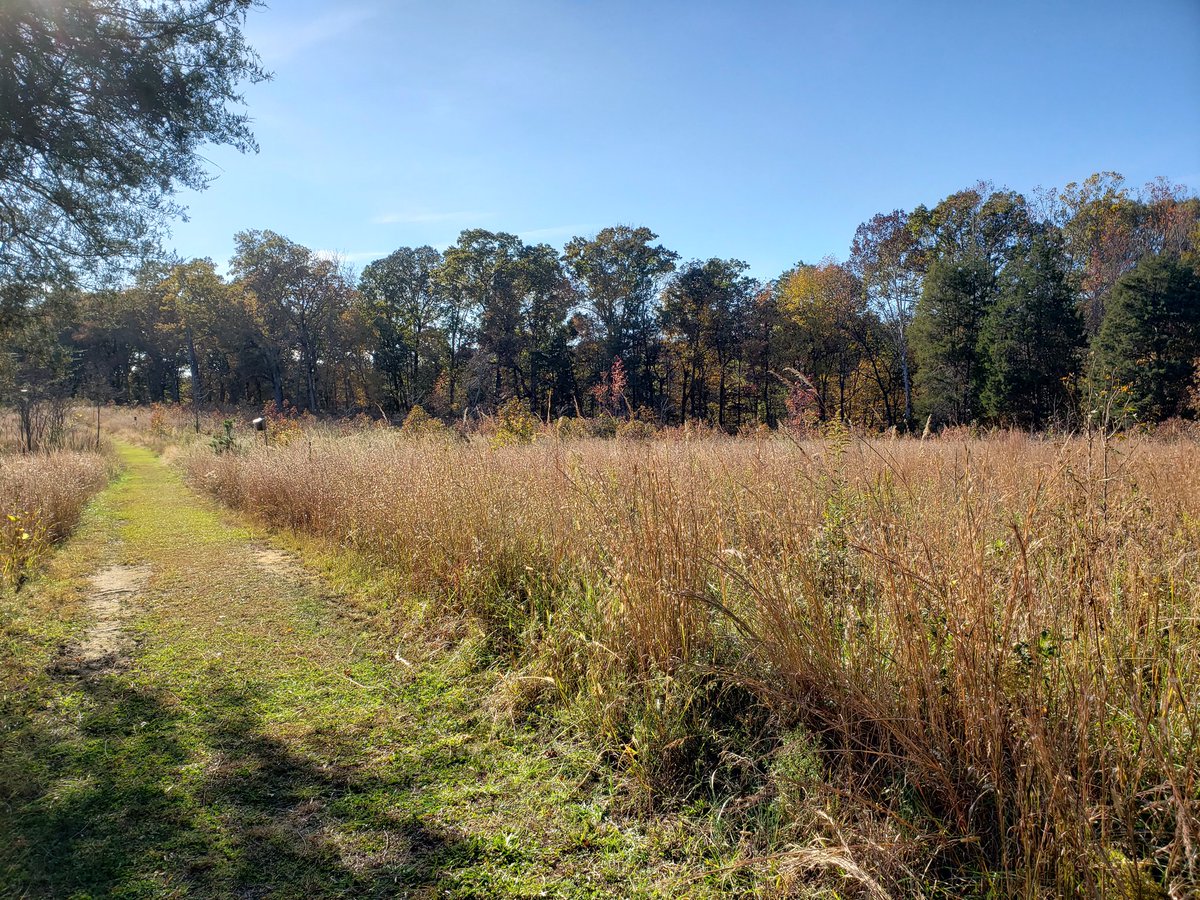 Today I collected spiders at Suther Prairie near Charlotte and then at Penny's Bend NP near Raleigh, NC. 

Suther is pristine. Never plowed and stayed in one family since the 1700's! Now it's under a conservation easement and is a true North Carolina treasure.