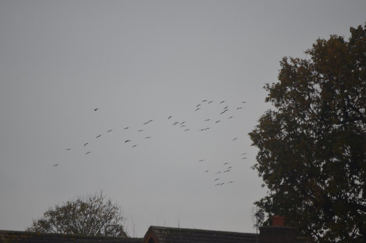 SwanwatchUk's tweet photo. The skies around #chester Yesterday were crazy , #Pinkfootedgeese https://t.co/2taQvrfh1C